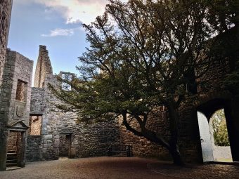 Photo of a ruined castle courtyard with a large yew tree in the centre.