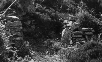 Black and white photo of an opening in a clearing.