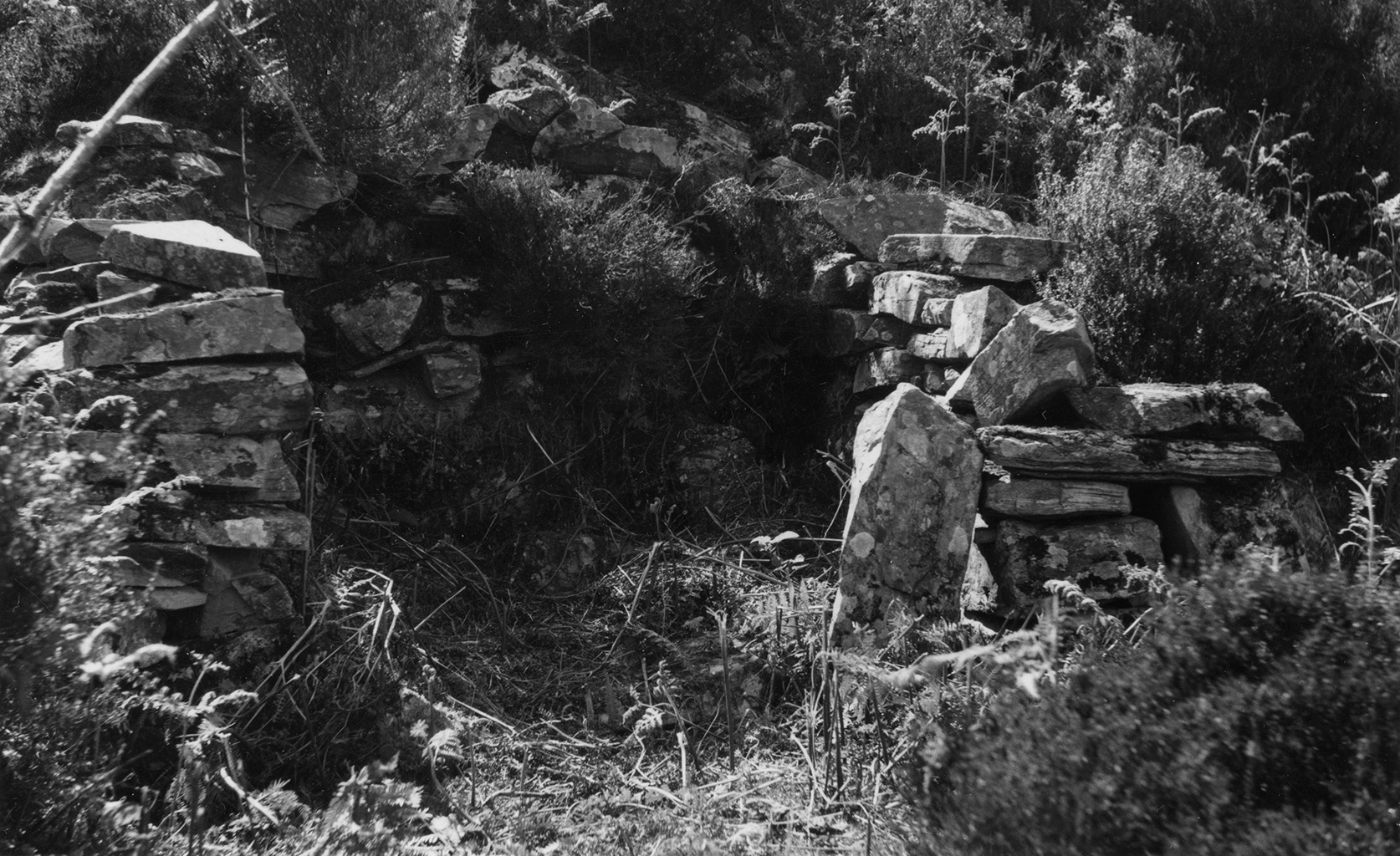 Black and white photo of an opening in a clearing.