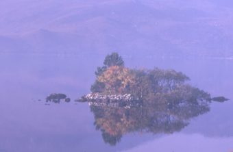 An island with trees in the middle of a body of water