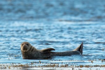 grey seal in the water