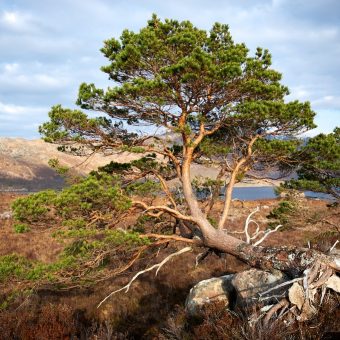 Photo of a huge tree with green foliage, broken at the trunk over a large stone, in the Scottish Highlands.