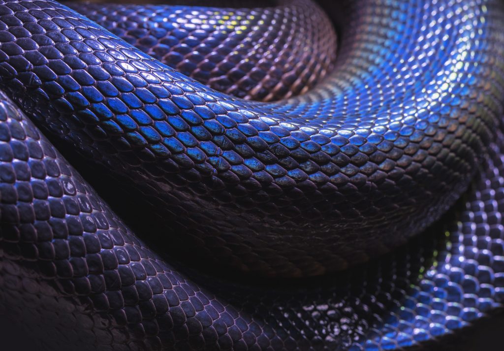 snake – david-clode-QZePScKPb2Q-unsplash