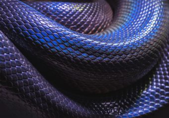 Close up photo of a snake