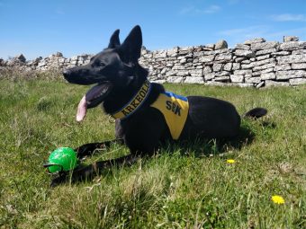Photo of a black German Shepherd lying down in a grassy field, wearing a blue and yellow jacket with a green ball between its paws.