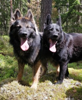 Photo of two German Shepherds in a forest.
