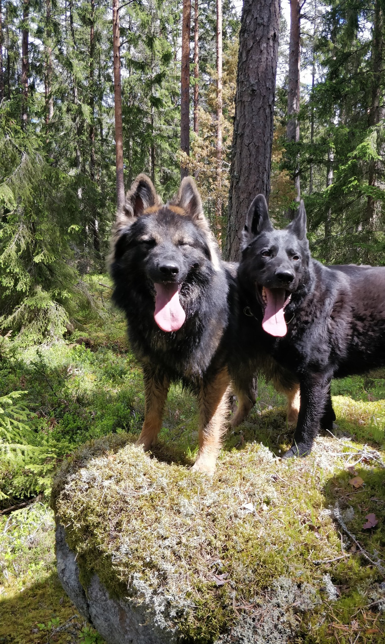 Photo of two German Shepherds in a forest.
