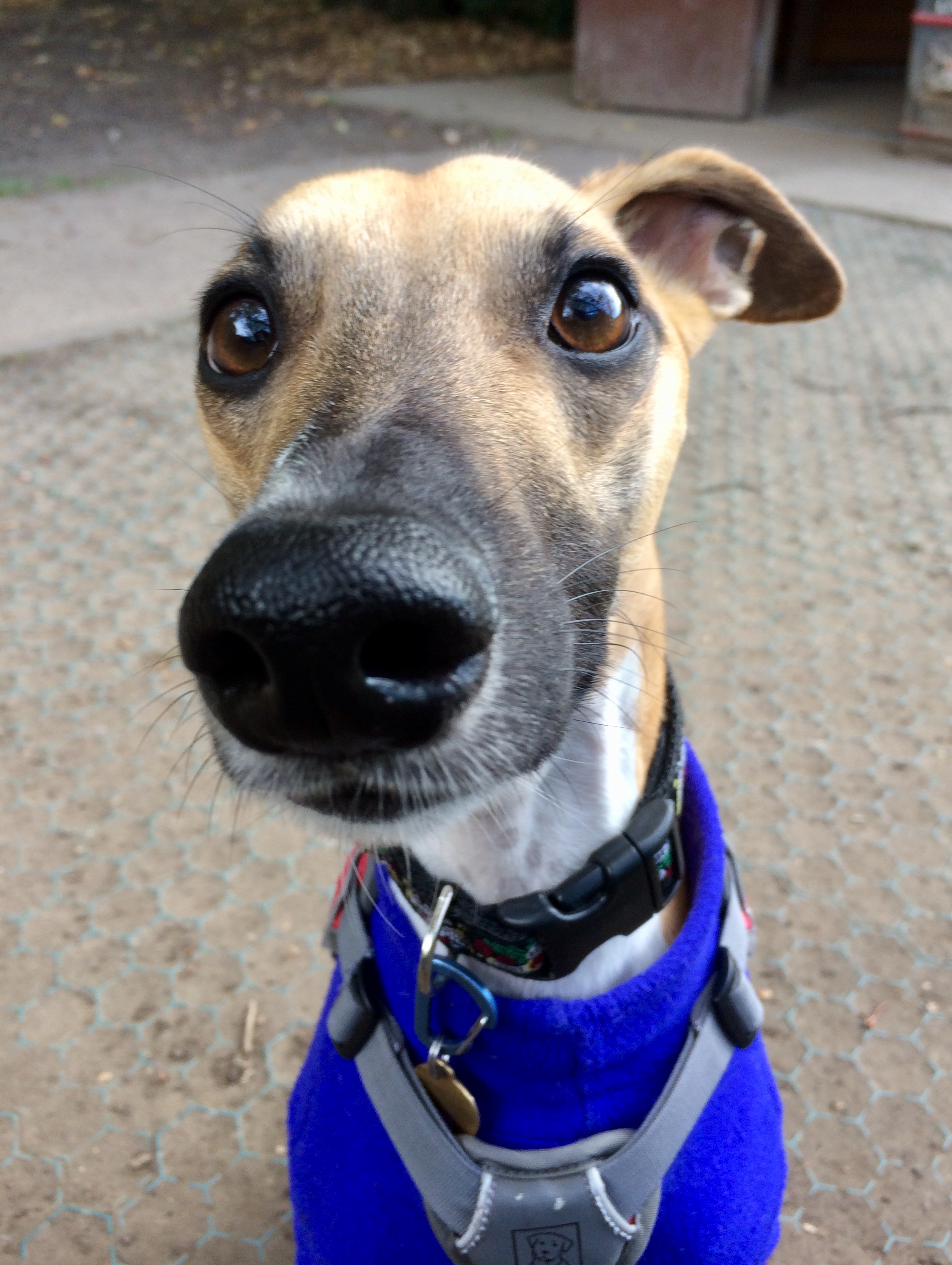 Photo of a whippet wearing a blue harness.