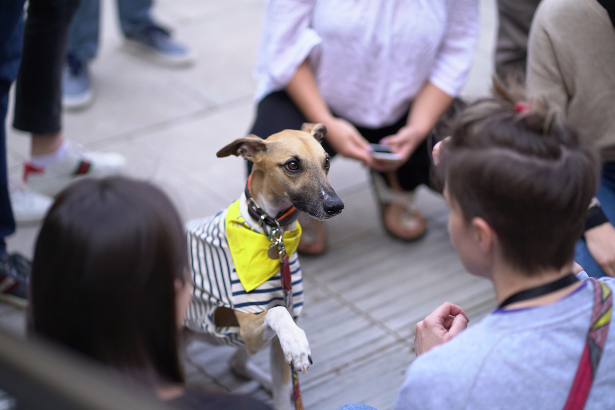 Photo of a small dog wearing a yellow scarf in a crowd of people.