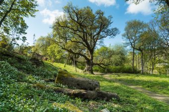 Photo of an oak tree in a clearing.