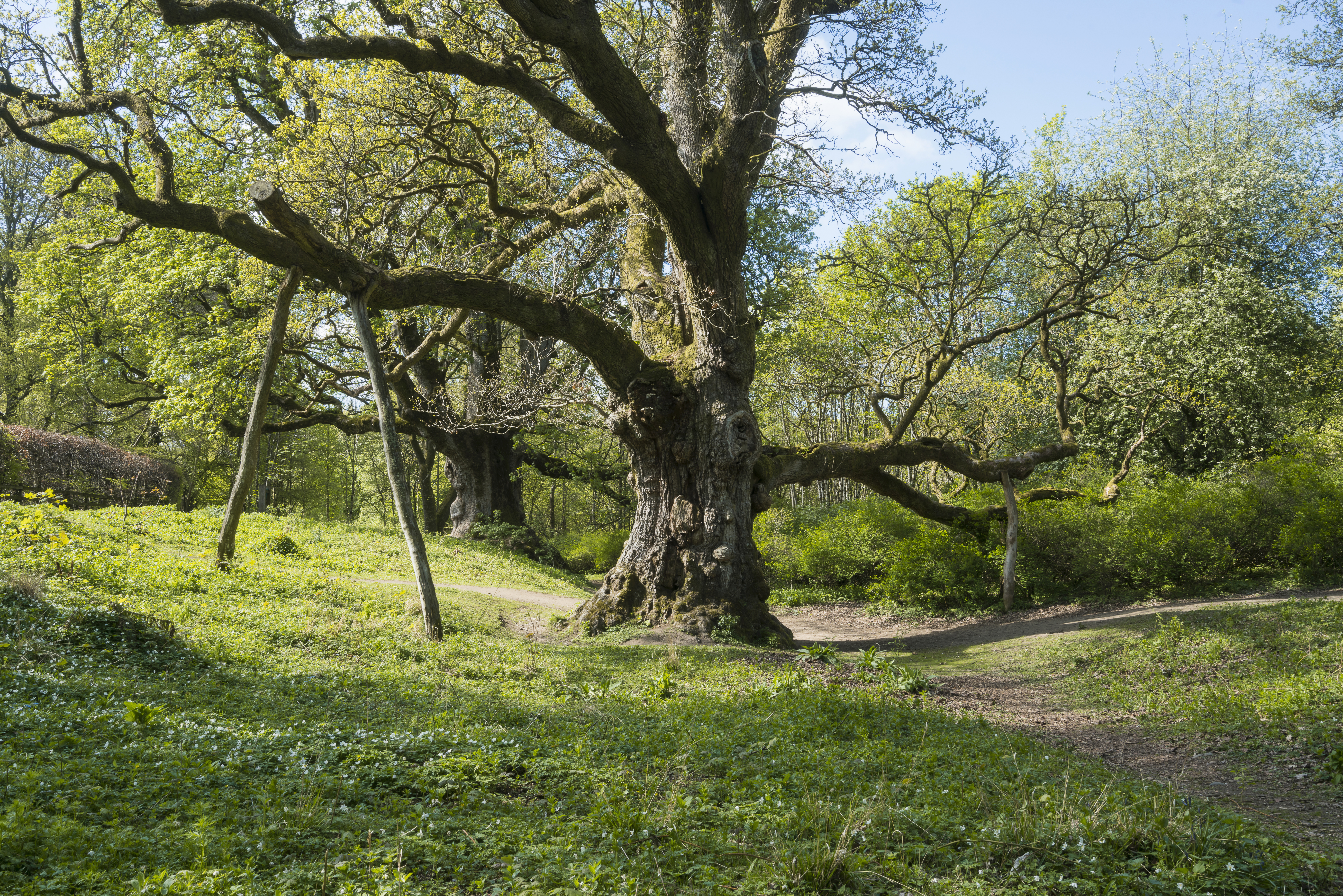 The Birnam Oak