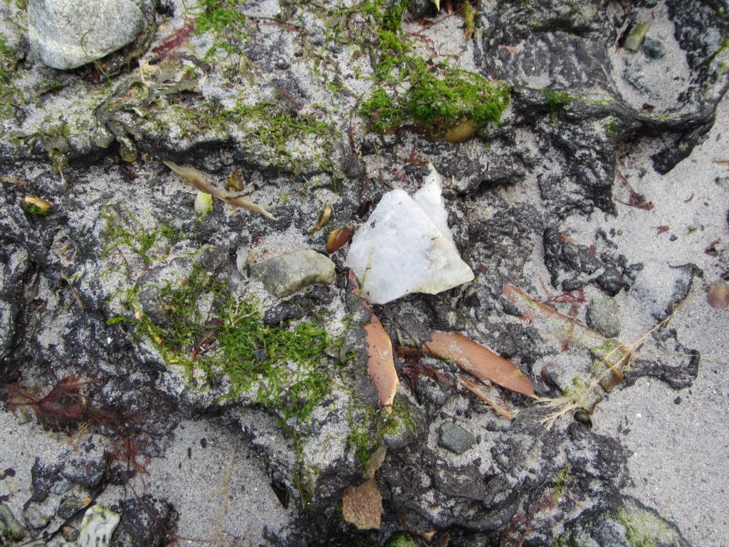Pieces of bone and quartz on a beach