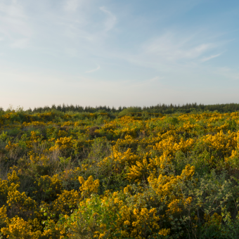 A memorial structure in a field of flowers