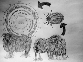Illustration of a cow and sheep pointing towards a tick pointing towards a circle with lines and writing on it