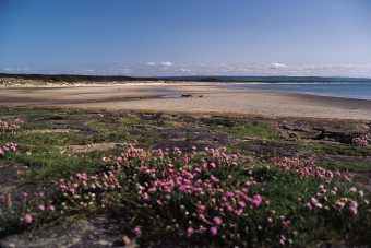 Photo of a sandy beach and sea with wildflowers in the foreground.