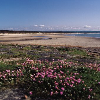Photo of a sandy beach and sea with wildflowers in the foreground.