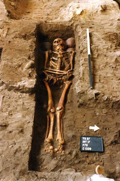 An excavated skeleton