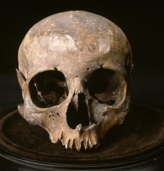 Skull displayed on a small wooden base