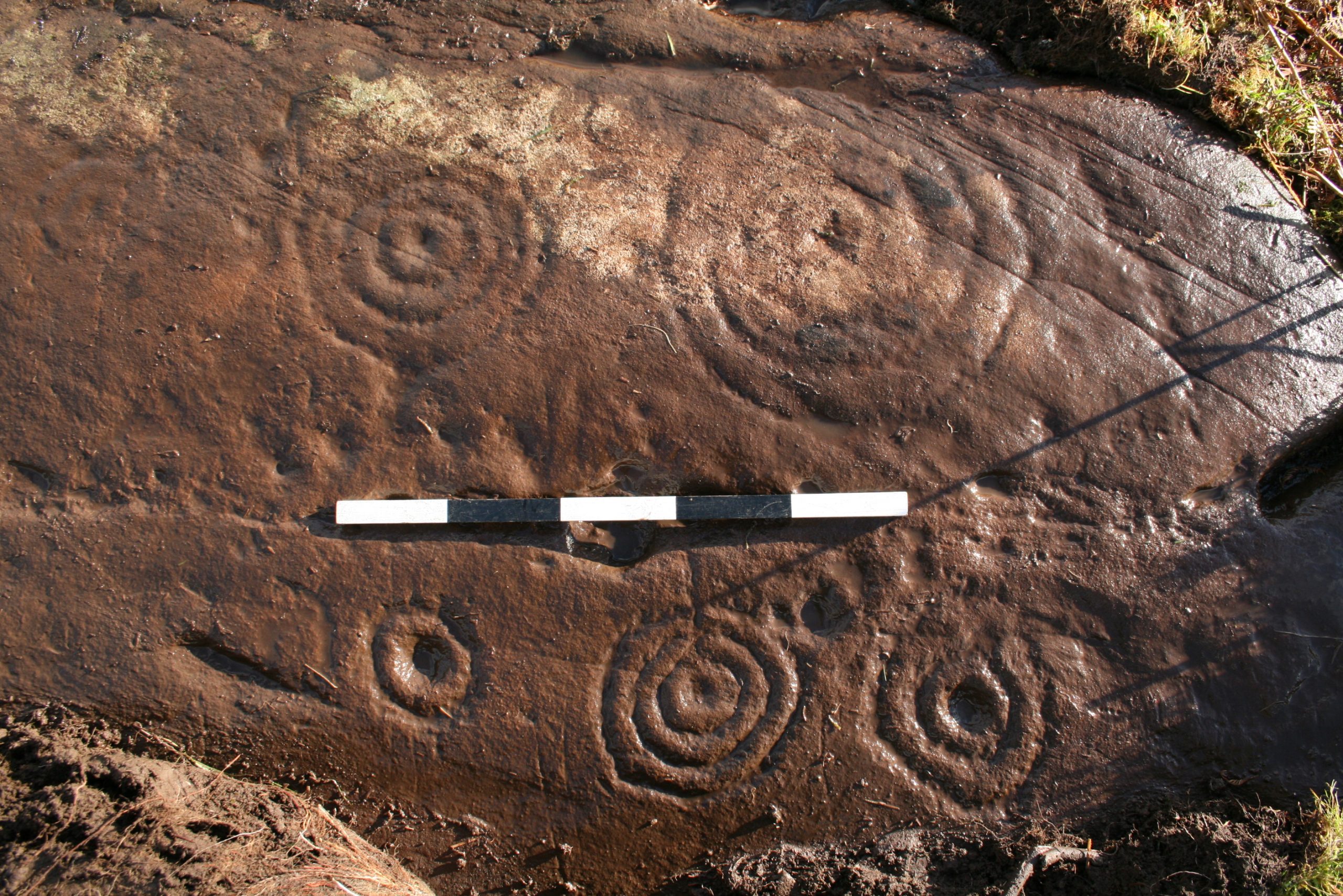 Photo of a flat brown stone in a field with spiral marks on it.