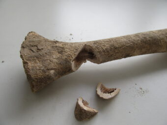 Photo of an adult human bone with two pieces carved out of it.