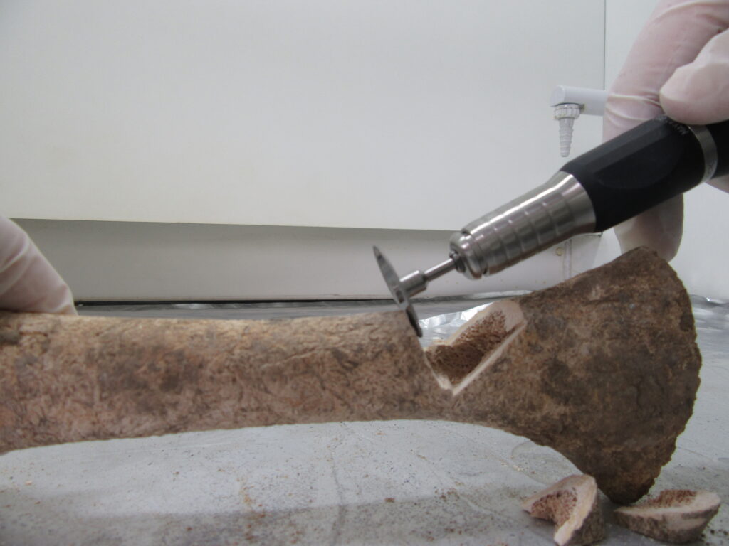 Adams_S cutting bone sample