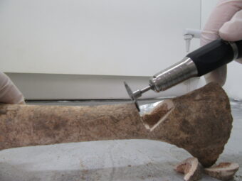 Photo of a gloved hand holding a small circular saw cutting a sample from a human bones.