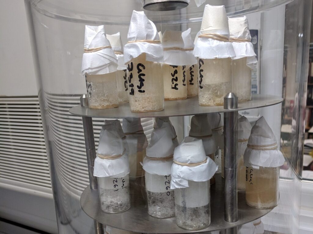 Photo of glass beakers containing human bone fragments being freeze dried in a cooler.