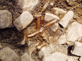 Bones and rocks in the ground