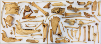 Several animal bones on a white background