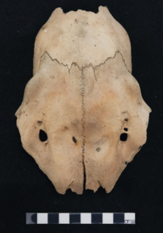 Top of a red deer skull