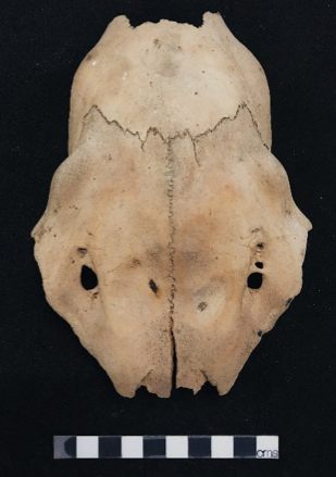 Top of a red deer skull