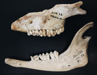 A sheep skull