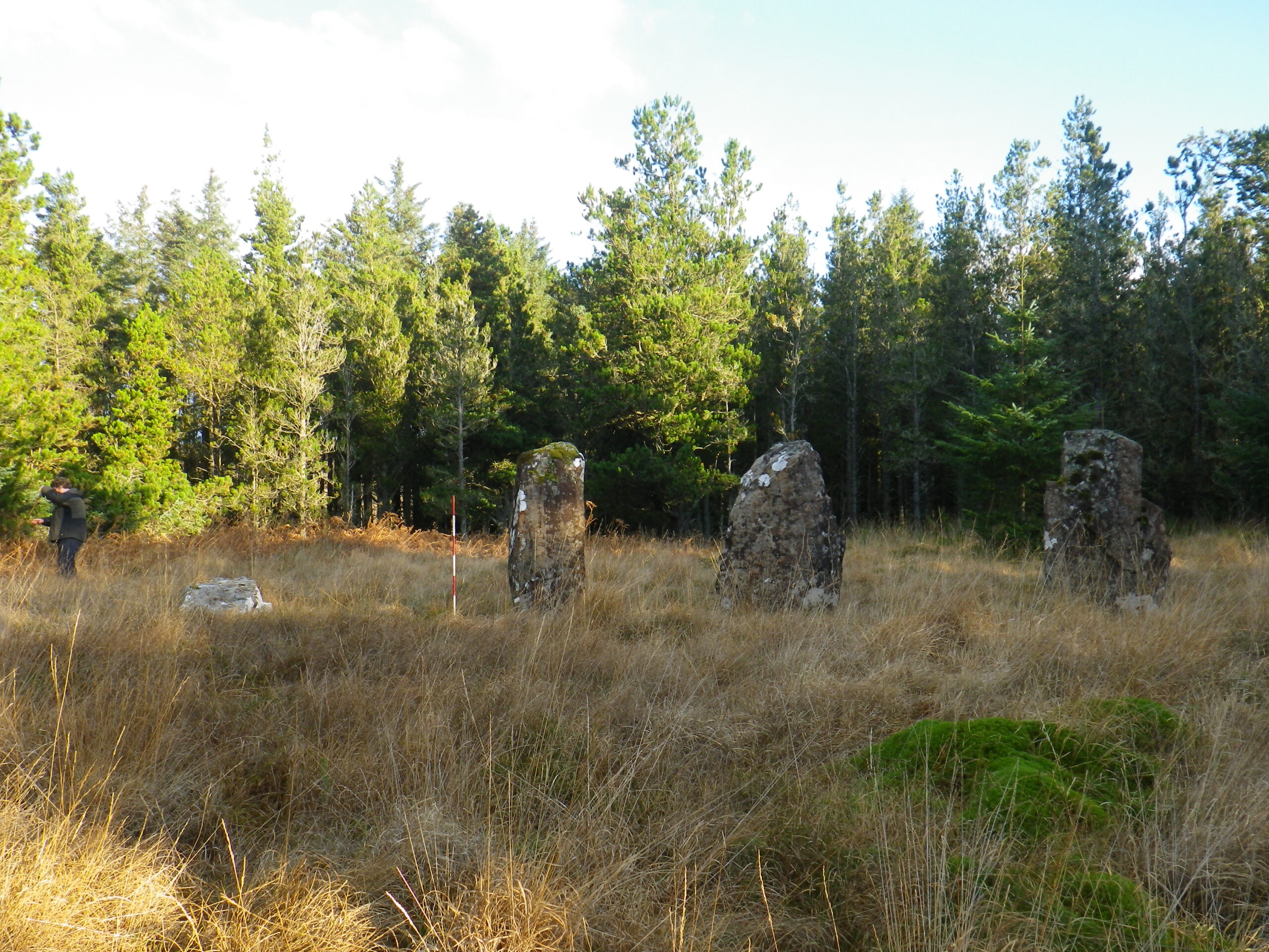 Photo of a row of short standing stones in a forest clearing.