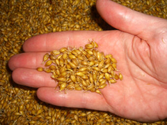 Photo of a hand holding yellow grain