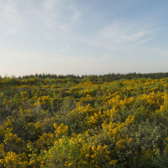Photo of a large, stone memorial cairn in a field of yellow heather