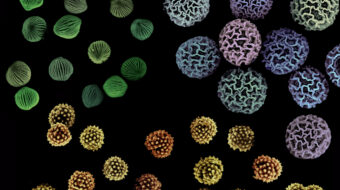 Microscopic pollen