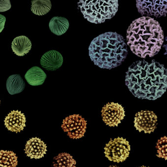 Microscopic pollen
