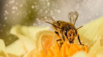 A bee on a flower