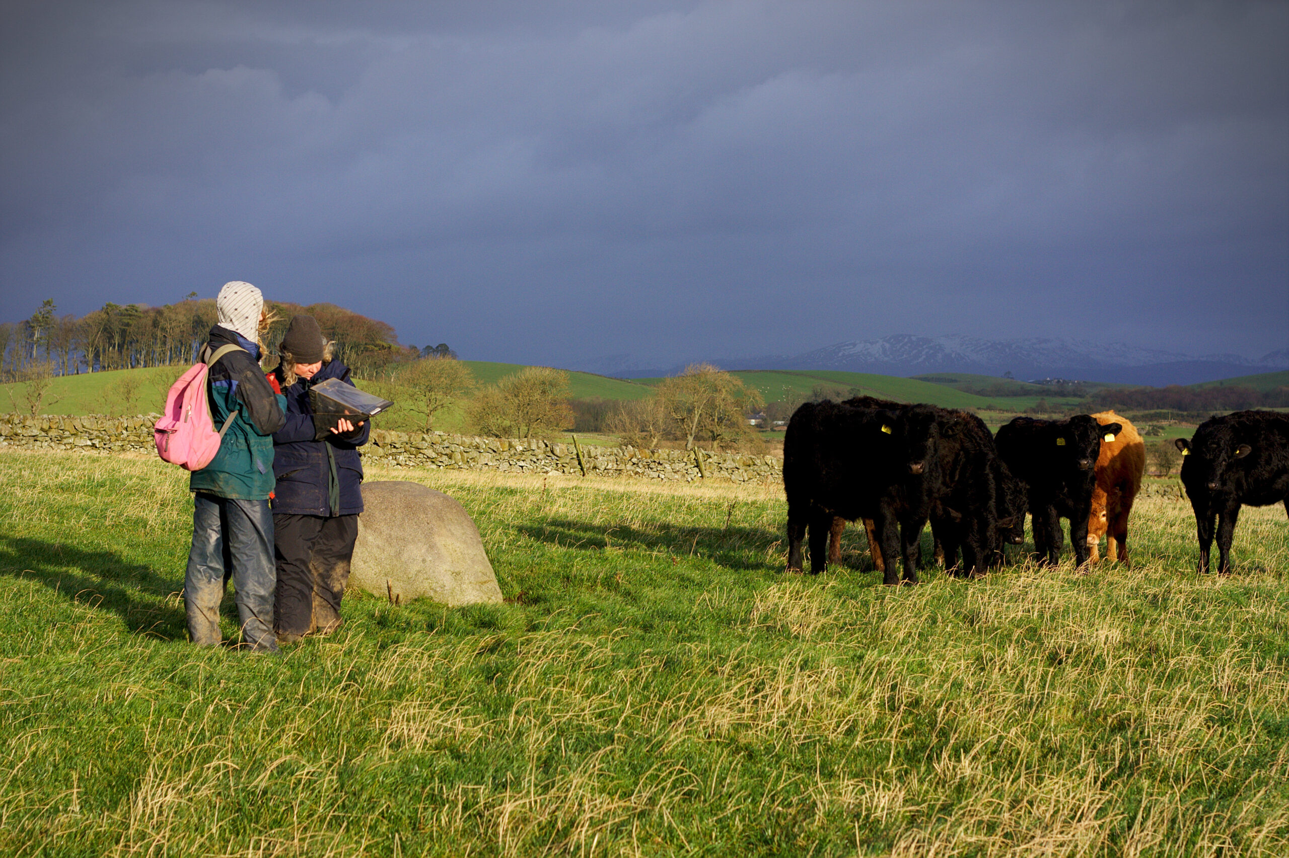 Photo of people in a field of black cows
