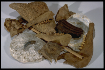 Photo of a pile of ancient debris from a rubbish heap including animal jaw bones, shells and worked stones