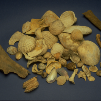 Photo of a pile of sea shells and small bones