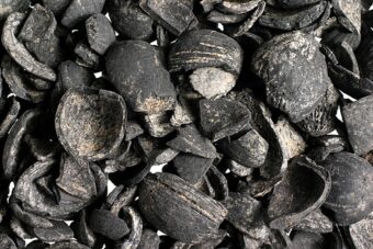 Photo of a group of blackened, charred hazelnut shells