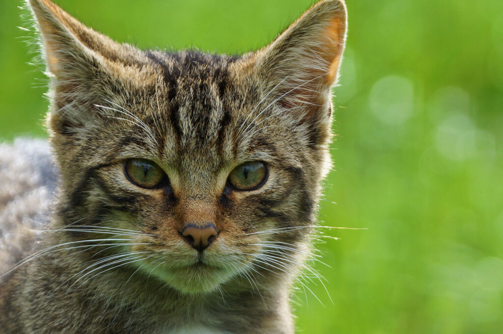 Photo of the face of a Scottish wild cat