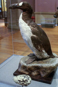 Photo of a stuffed penguin-like, black and white bird in a museum display case, with a replica white and black spotted egg below it