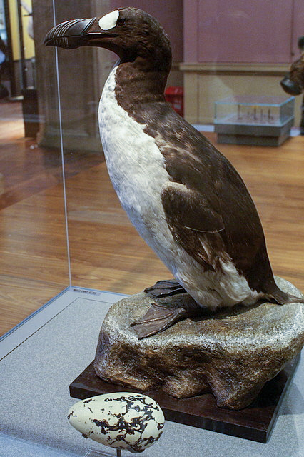 Great_Auk_(Pinguinis_impennis)_specimen,_Kelvingrove,_Glasgow_-_geograph.org.uk_-_1108249