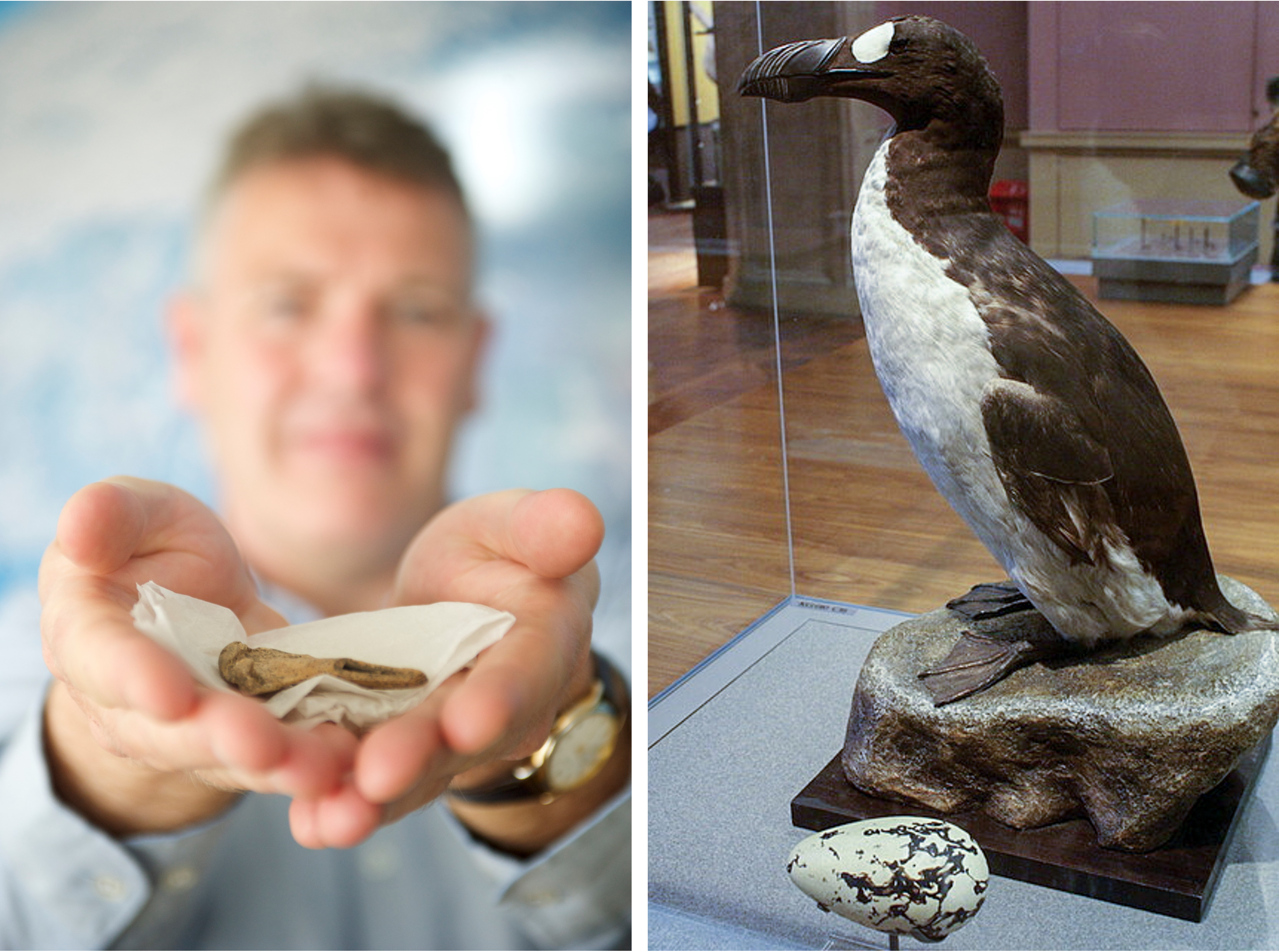 Collage of a man holding out a bird bone to the camera and a stuffed sea bird in a glass case
