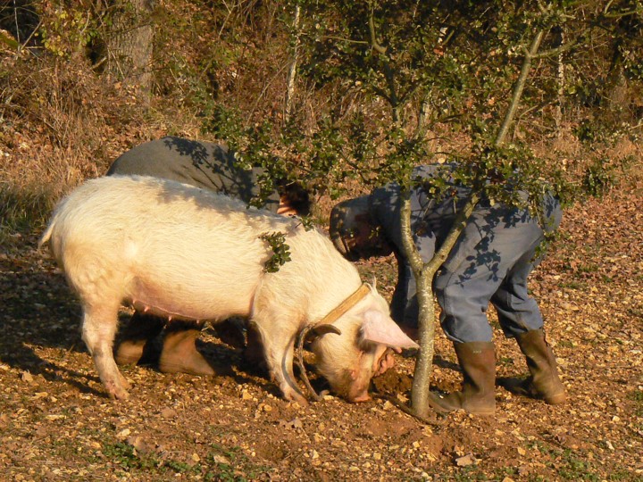 Photo of a domesticated pig rooting for truffles in a wood