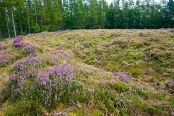 Photo of a heather covered earthern mound