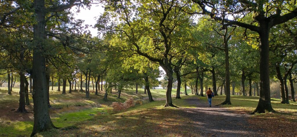 Photo of a bank and ditch running through woodland