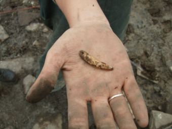 Photo of a hand holding out a seal tooth